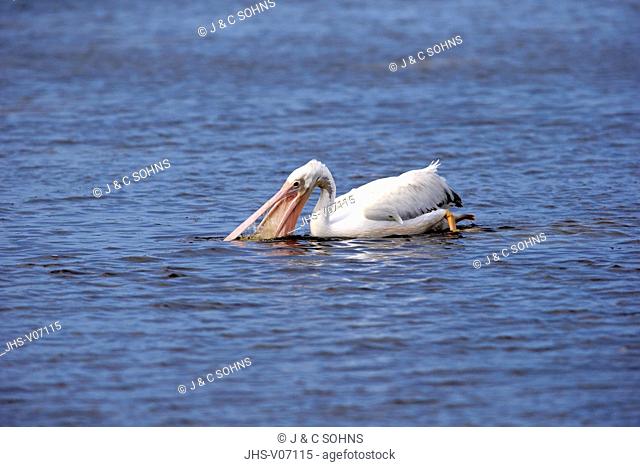 American White Pelican, (Pelecanus erythrorhynchos), Sanibel Island, Florida, USA, Northamerica, adult in water searching for food
