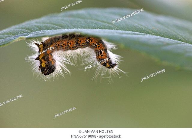Buff-tip (Phalera bucephala), Prominents (Notodontidae), Nocturnal Butterflies (Lepidoptera), Insects (Insecta), Arthropods (Arthropoda), fauna - Zanklewo