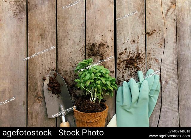 Gardening hobby concept. Plant in eco pot, shovel and gloves on wooden background. High quality photo