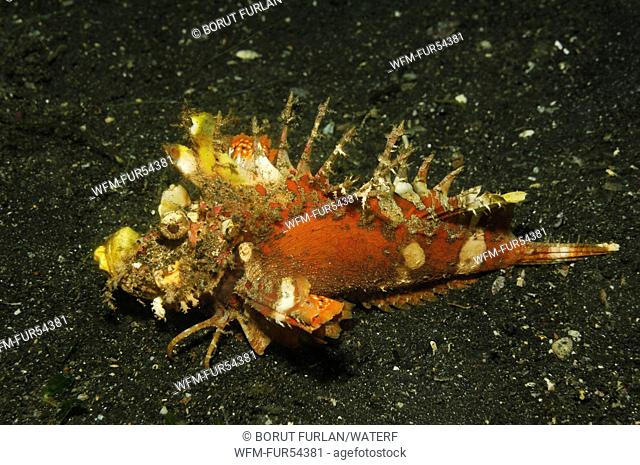 Spiny Devilfish, Inimicus didactylus, Lembeh Strait, Sulawesi, Indonesia