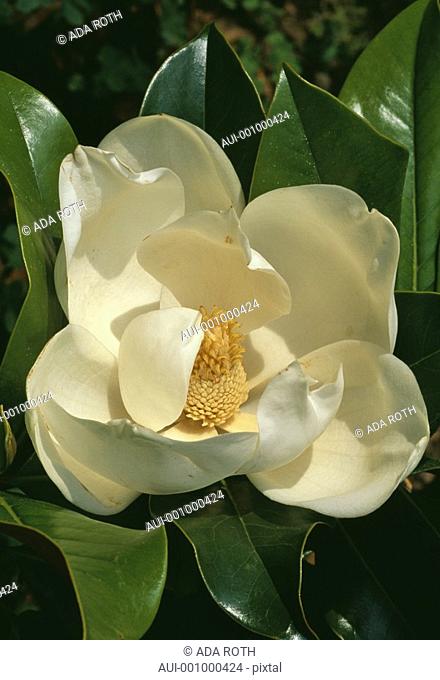 Magnolia grandiflora - creamy-white - short-lived nestled in a casket of large glossy leaves its gorgeous fragrance gives it away