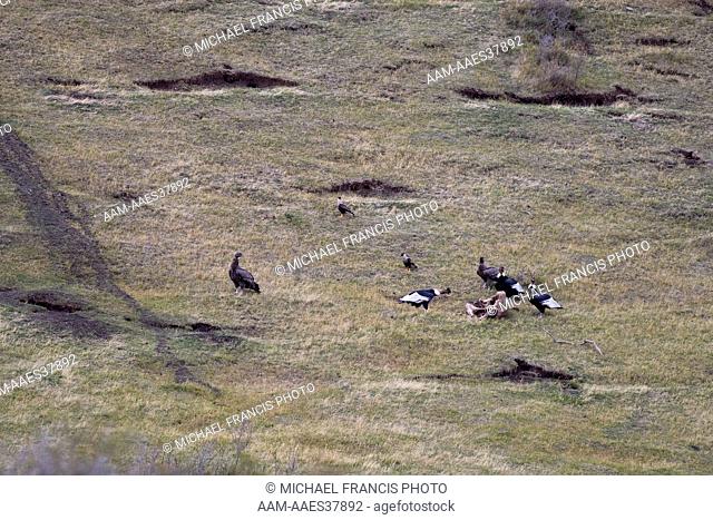 Andean Condor (Vultur gryphus), with guanaco carcass, Patagonia, Chile