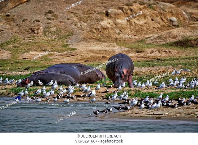 Hippopotamus, Hippopotamus amphibius, Kazinga Channel, Queen Elizabeth National Park, Uganda, Africa - Uganda, 14/02/2015