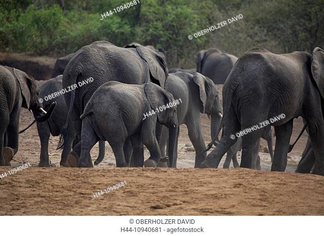 Africa, Uganda, East Africa, black continent, pearl of Africa, Great Rift, Queen Elisabeth, national park, nature, elephant, African elephant, mammal