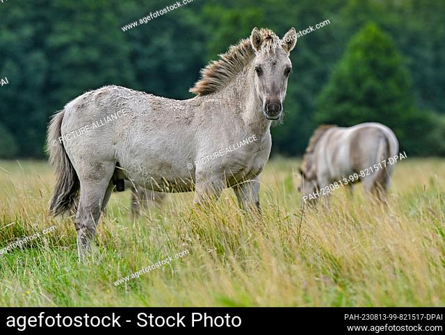 PRODUCTION - 07 August 2023, Brandenburg, Liebenthal: On a large pasture in the district of Oberhavel, north of Berlin, there are animals of the Liebenthal herd...