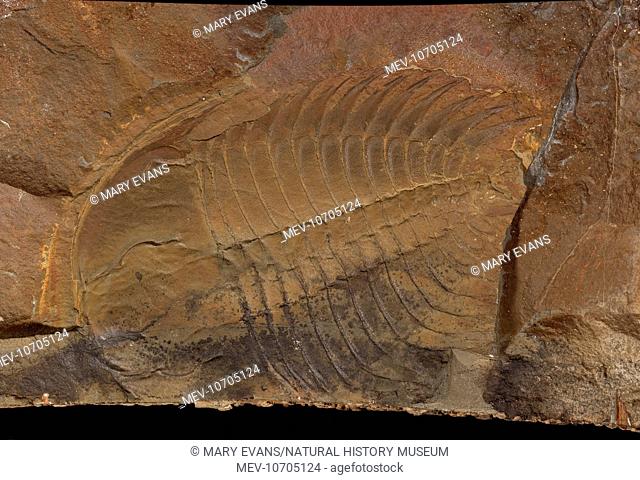 This Cambrian trilobite is preserved on a fine sandstone, with a certain amount of crushing. Specimen is 10 cm long