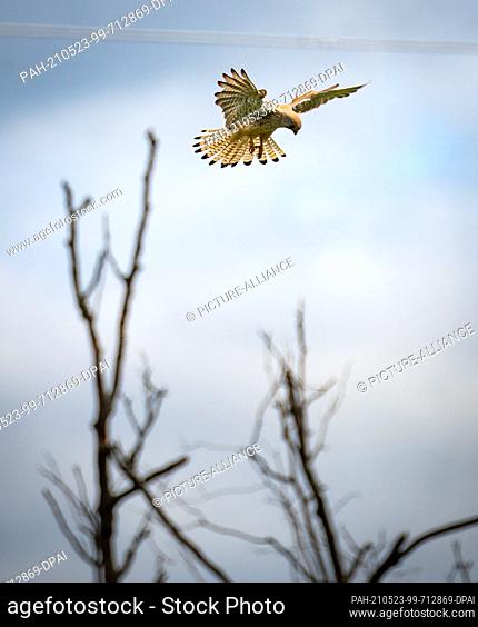 23 May 2021, Hessen, Bad Vilbel: A kestrel rattles the air above a possible prey it has spotted below a dead tree. Photo: Frank Rumpenhorst/dpa
