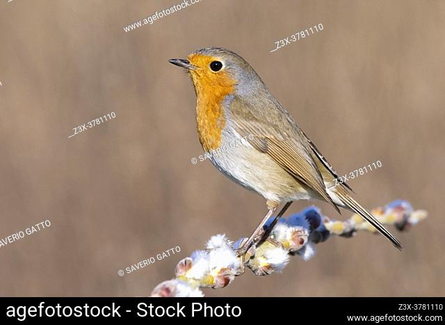 European Robin (Erithacus rubecula), side view of an adult perched on a branch, Campania, Italy