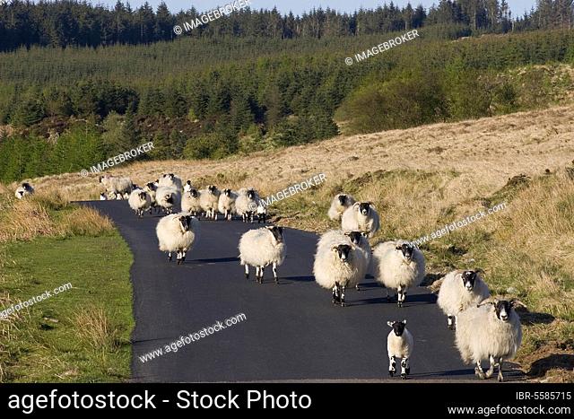 Domestic Sheep, Scottish Blackface, ewes and lambs, walking on road, Fell of Langhead, near Gatehouse of Fleet, Dumfries & Galloway, Scotland, United Kingdom