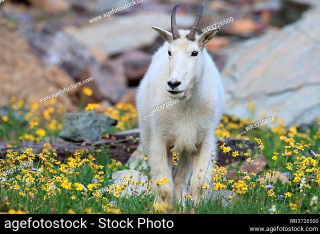 Mountain Goat Oreamnos Americanus Glacier National Park Montana