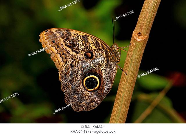 Butterflies in the genus Caligo are commonly called owl butterflies, after their huge eyespots which resemble owls' eyes