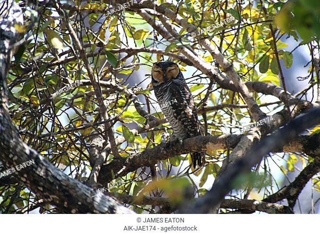 Spotted wood owl (Strix seloputo seloputo) during daytime roosting high in a tree in Cambodia