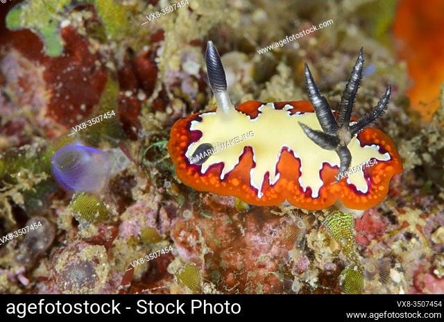 sea slug or nudibranch, Goniobranchus fidelis, Lembeh Strait, North Sulawesi, Indonesia, Pacific