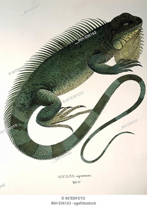 zoology / animal, reptiles, iguanidae, iguana squamosa, colour lithograph, by Johann Baptist von Spix, from 'Animalia nova sive species novae lacertorum'