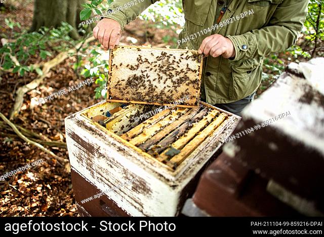 28 September 2021, Lower Saxony, Kirchlinteln: Beekeepers control the bee colonies in honeycombs located near the flowering area