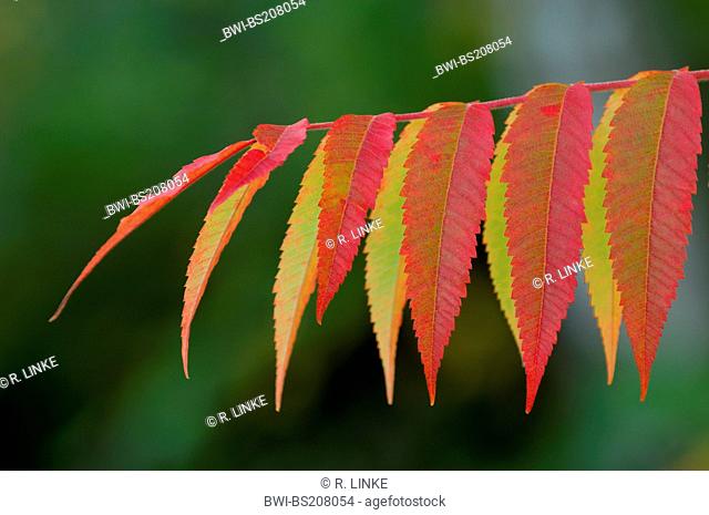 staghorn sumach, stags horn sumach (Rhus hirta, Rhus typhina), leaves with autumn colours