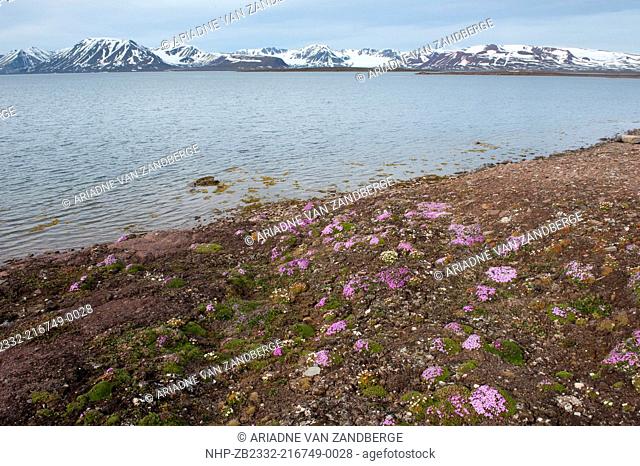 Tufted saxifrage, Saxifraga cespitosa L and Purple Saxifrage, Saxifraga oppositifolia L , Tundra flowers, Spitsbergen, Svalbard, Arctic