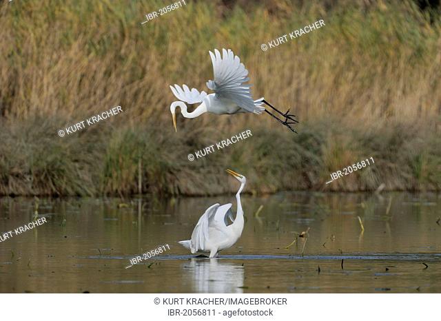 Two Great Egrets (Casmerodius albus), arguing, Danube wetlands, Donau Auen National Park, Lower Austria, Austria, Europe