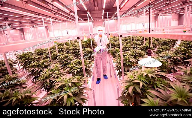 06 January 2021, Schleswig-Holstein, Neumünster: Han Duijndam, head grower from the Netherlands, stands among Churchill cannabis plants in the flowering room of...