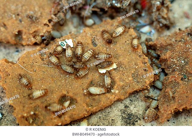 varied carpet beetle Anthrenus verbasci