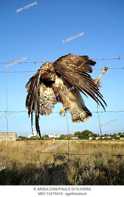 Buzzard, Buteo buteo, dead in fence with barbed