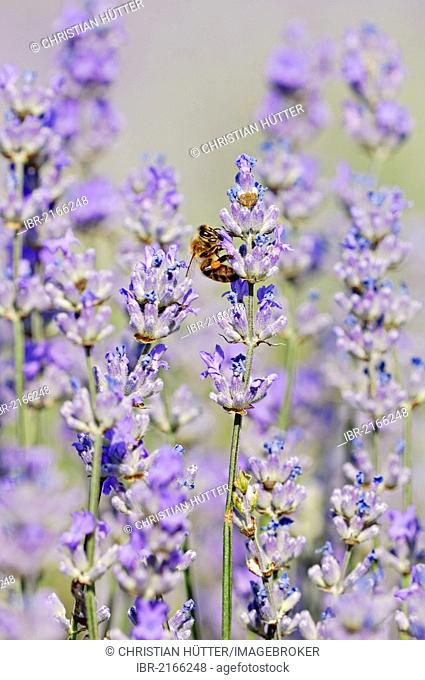 Honey Bee (Apis mellifera) on Lavender (Lavandula angustifolia), Vaucluse, Provence-Alpes-Cote d'Azur, Southern France, France, Europe