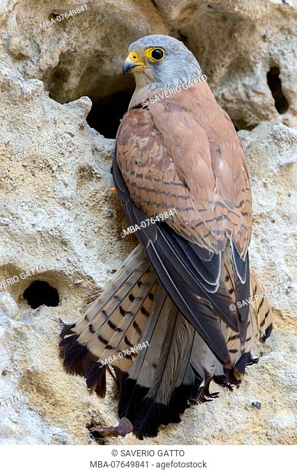 Lesser Kestrel, male, immature, Matera, Basilicata, Italy (Falco naumanni)