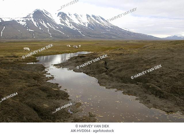 Tundra of Svalbard with valbard Reindeers (Rangifer tarandus platyrh)