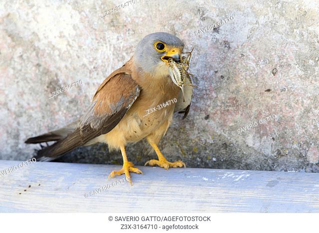 Lesser Kestrel, Adult, Male, Matera, Basilicata, Italy (Falco naumanni)
