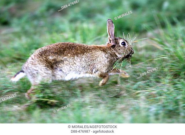 Rabbit. Collecting grass for the nest (Oryctolagus cuniculus)