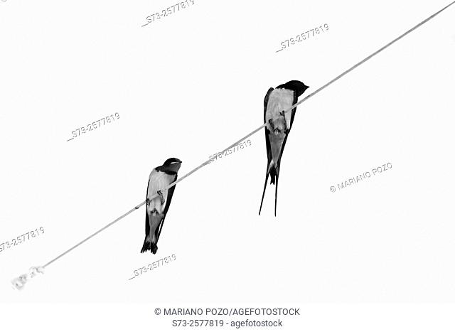 Couple of Swallow Hirundo rustica on a cable, Córdoba, Spain