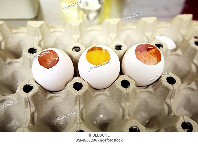 Photo essay from laboratory. Virus cultures in embryonned hen eggs