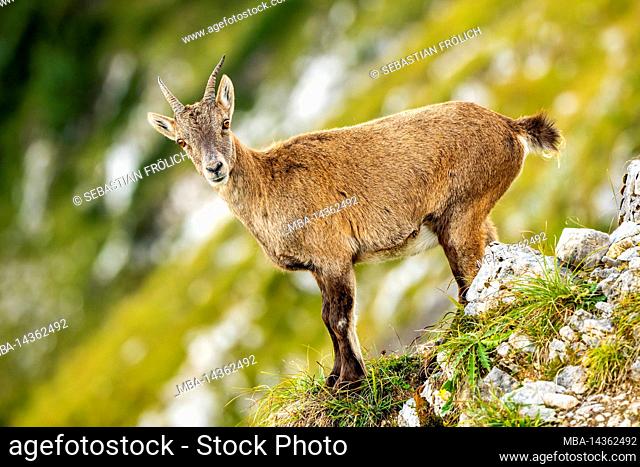 An approx. 2 year old young ibex in profile on a steep mountain slope in the Karwendel mountains