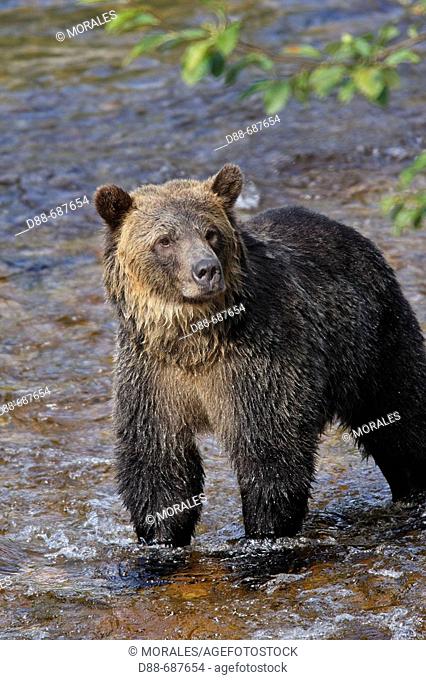 Fishing salmon in a river. Grizzly bear in Glendale Cove. Knight Inlet. British Columbia. Canada
