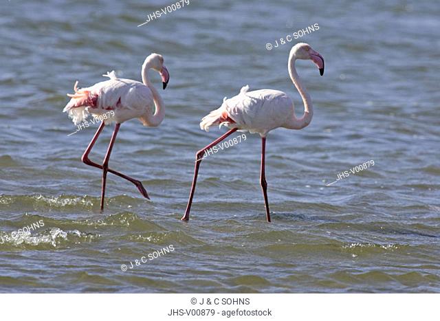 European Flamingo, graeter Flamingo, Phoenicopterus ruber roseus, Walvis Bay, Namibia , Africa, adults in water