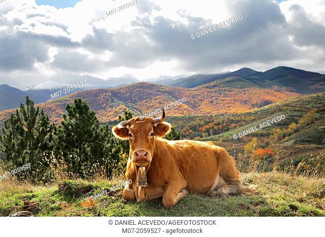 Cow resting, San Lorenzo mountains, Rioja wine región, Spain