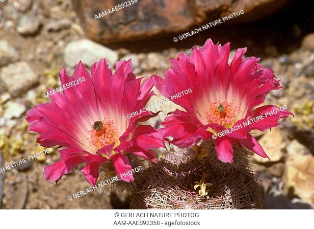 Arizona Rainbow Cactus flower, Echinocereus pectinatus, Arizona