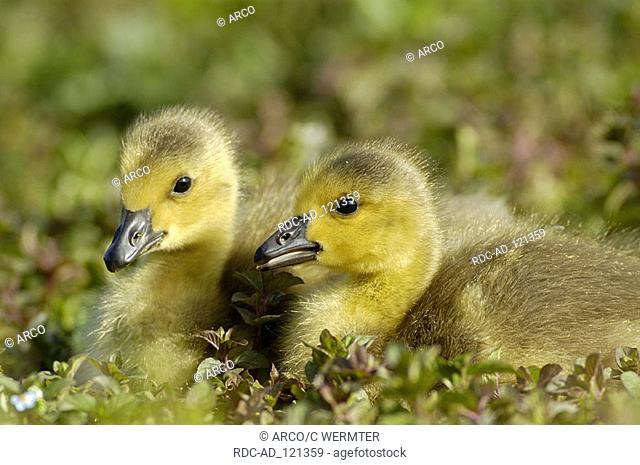 Canada Geese goslings North Rhine-Westphalia Germany Branta canadensis