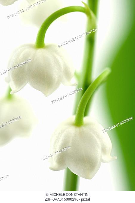 Lily of the valley, close-up