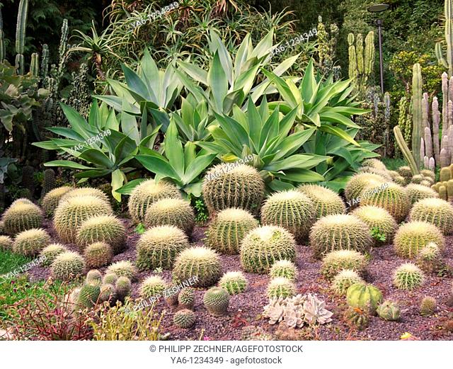Cactus and agave arrangement in Überlingen's park
