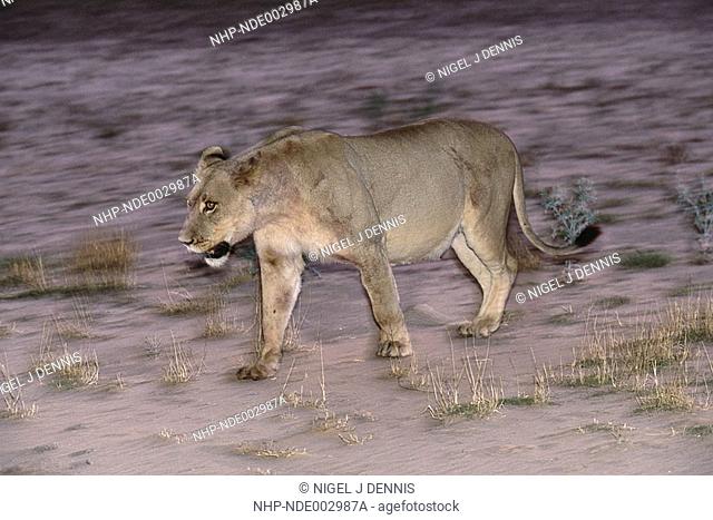 AFRICAN LION female hunting at dusk Panthera leo Kalahari Gemsbok N P , South Africa