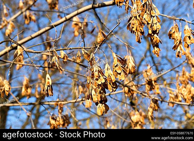 dry yellow maple seeds on the branches in calm weather