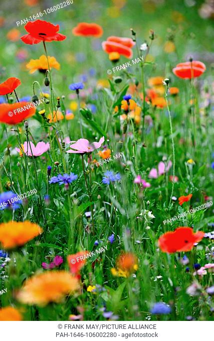Flowers on a lawn, Germany, city of Osterode, 26.June 2018. Photo: Frank May | usage worldwide. - Osterode am Harz/Niedersachsen/Germany