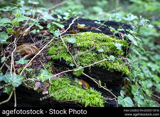 PRODUCTION - 01 August 2023, North Rhine-Westphalia, Königswinter: Moss and ivy grow on a fallen tree trunk in the forest of the Siebengebirge