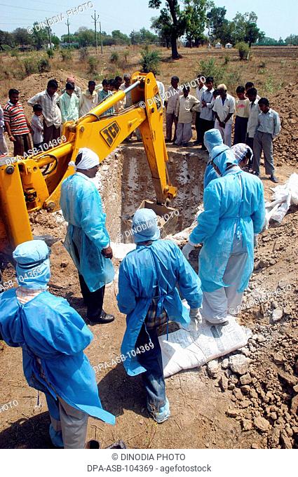 Health workers fill the pit with lime powder to bury  infected chickens collected in the backyard of the houses as Bird Flu is detected at Hingona village in...