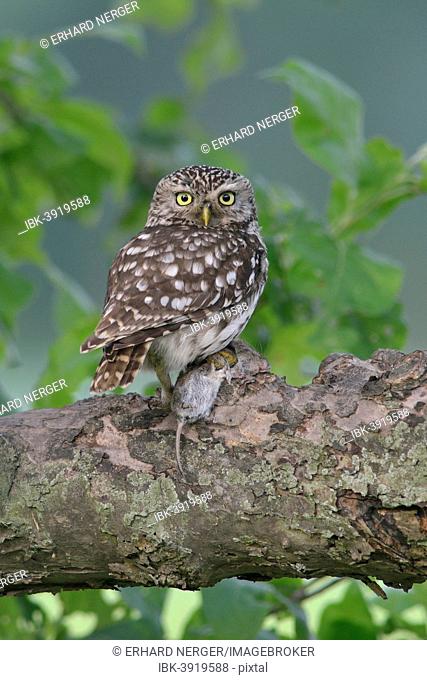 Little Owl (Athene noctua), Emsland, Lower Saxony, Germany