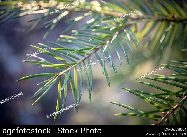 Soft focus and close up of the branches of a green spruce against the blurred background in the sunset. Natural background and backdrop for design and...