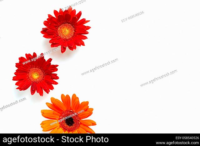 Red orange gerbera daisy flowers on white background. Floral composition, flat lay, top view, copy space