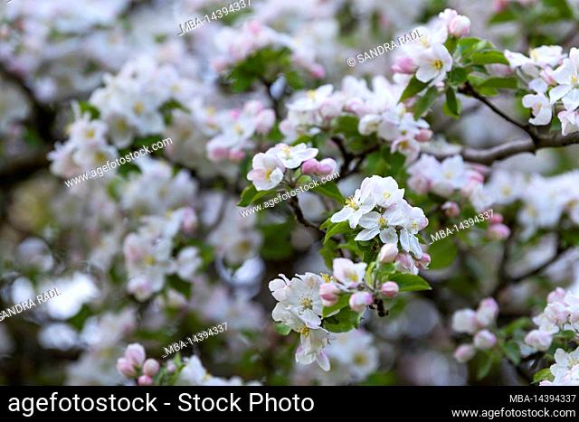 Apple blossoms, Eggenertal, Germany, Baden-Württemberg, Markgräflerland