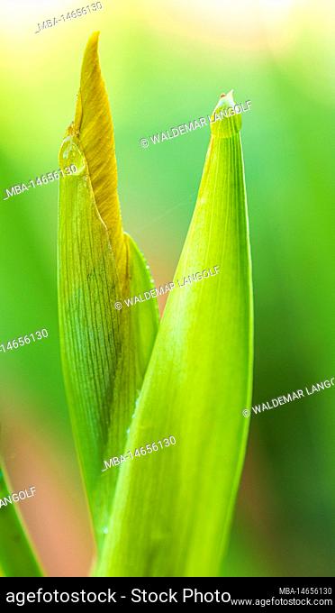 Marsh iris, water iris or yellow iris, iris pseudacorus, flower, bud, raindrop, garden life